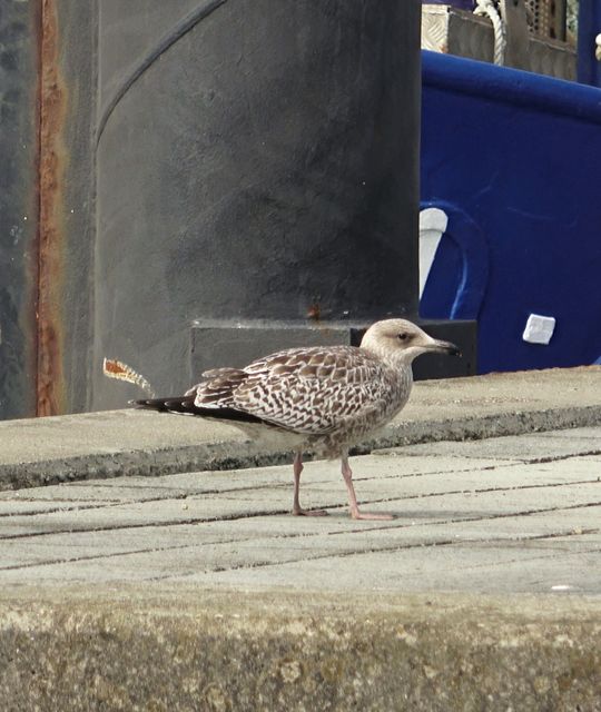 Rondreizen Nederland