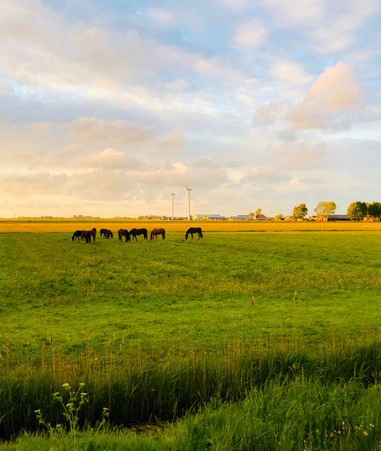 Rondreizen Nederland