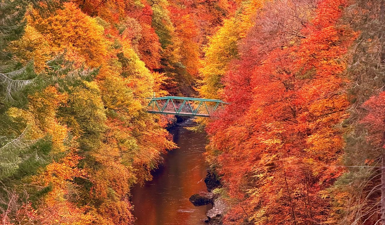 Faskally Forest in Ptilochry - &eacute;&eacute;n van de mooiste locaties in de Schotse herfst