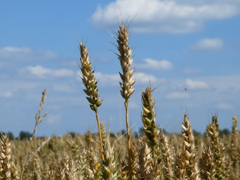 Een whisky tour door Nederland