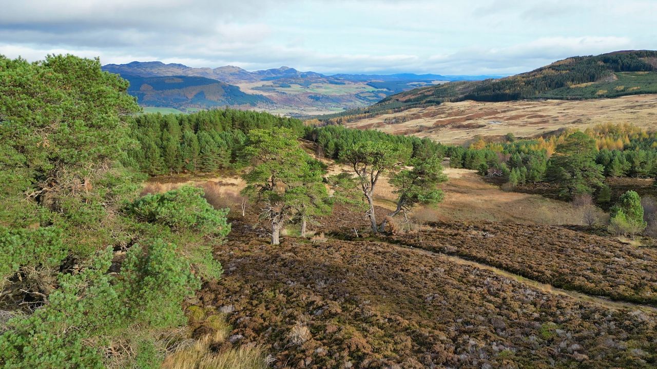 Caledonisch dennebos in Cairngorm National Park
