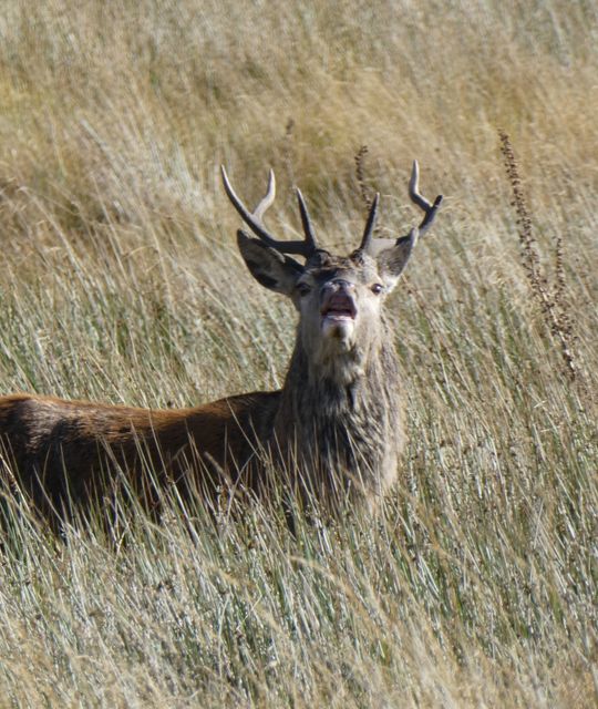 Schotland met de boot