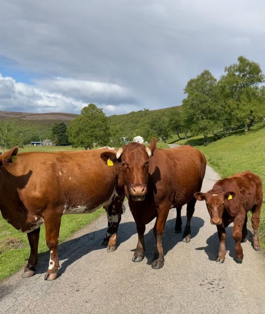 Fietsen in Schotland