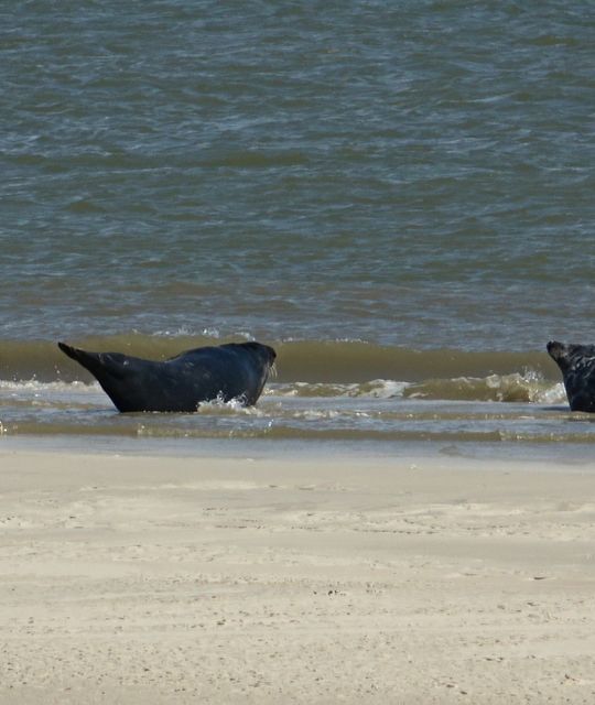 Rondreizen Nederland