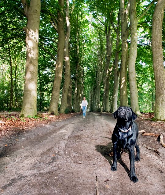 Rondreizen Nederland