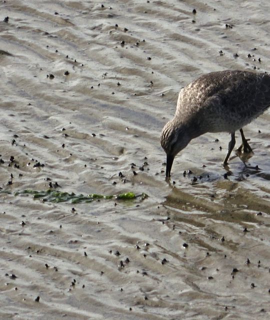 Rondreizen Nederland