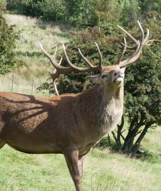 Vakantie Schotland zelf samenstellen