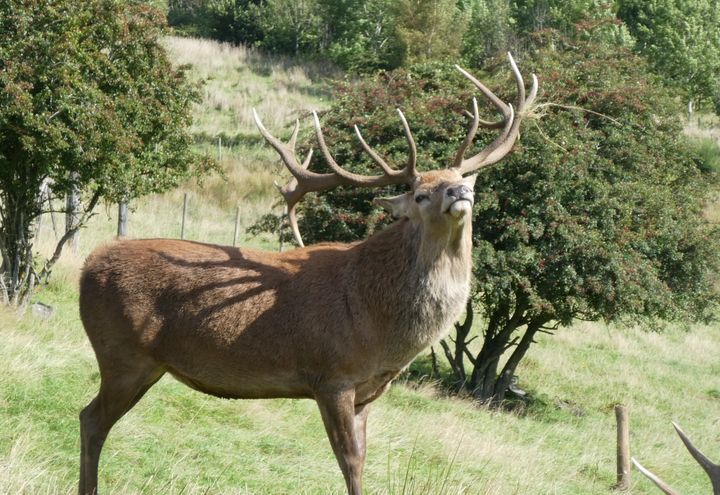 Schotland op maat | vliegen