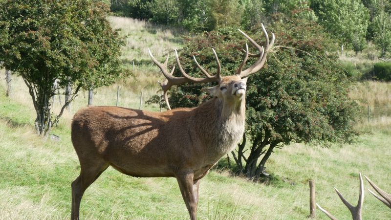 Schotland op maat | vliegen