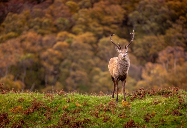 Rondreis Schotland 10 Dagen