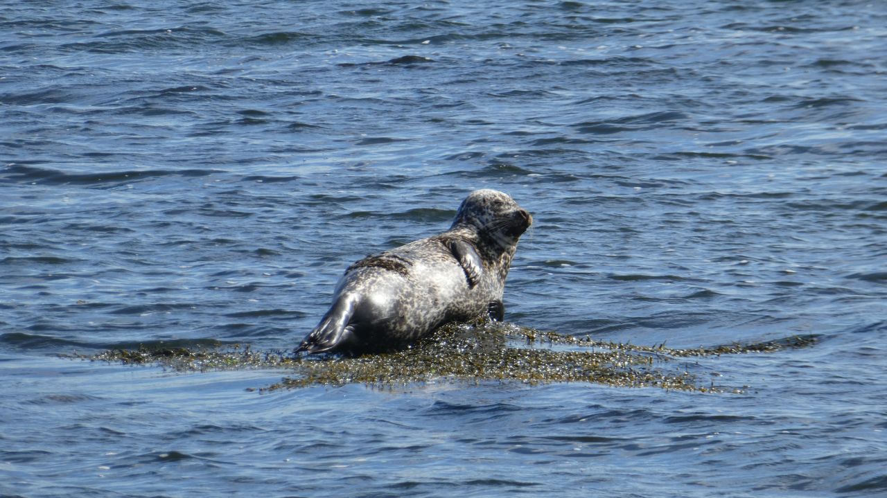 Natuur wildlife isle of islay schotland zeehonden