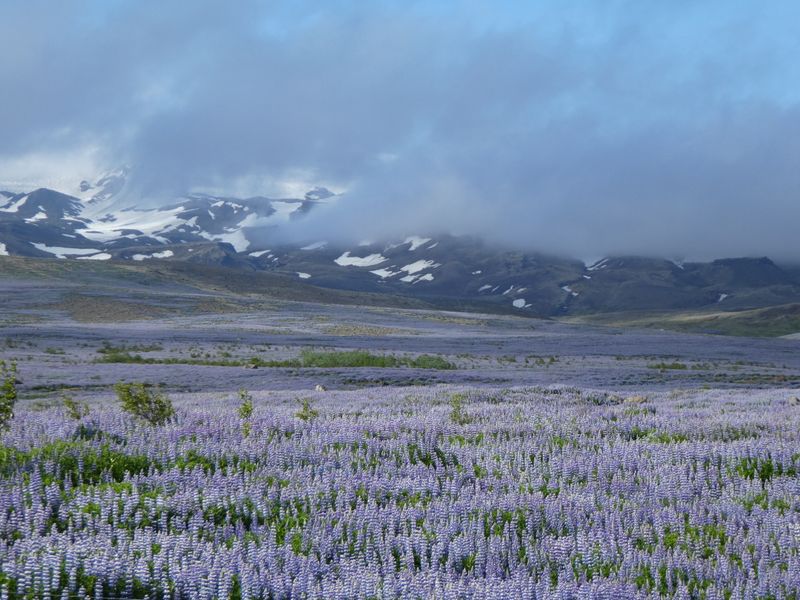 Beste reistijd IJsland