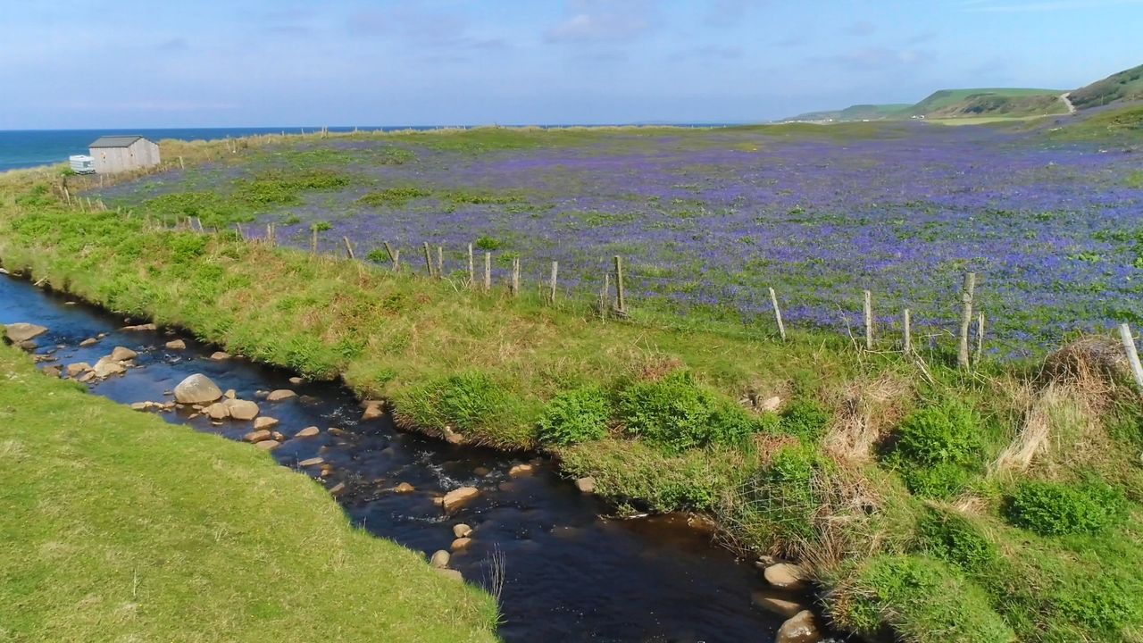 Paarse bloeiende heide in de Schotse Highlands in de zomer