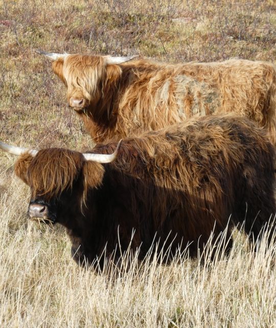 Whisky reizen Schotland