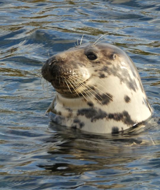 Whisky reizen Schotland