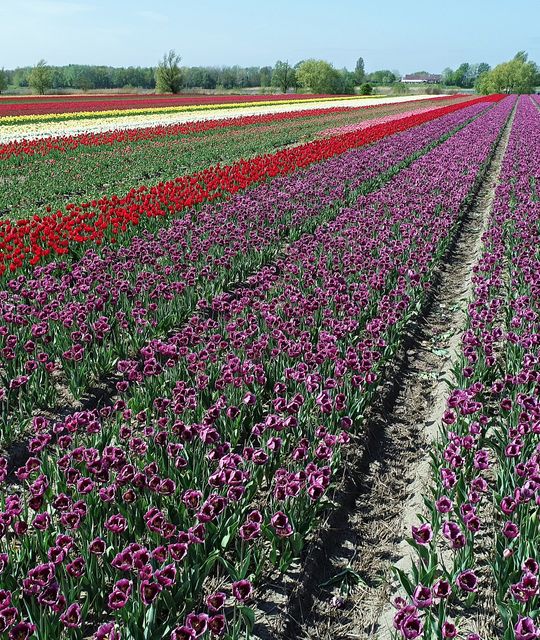 Rondreizen Nederland