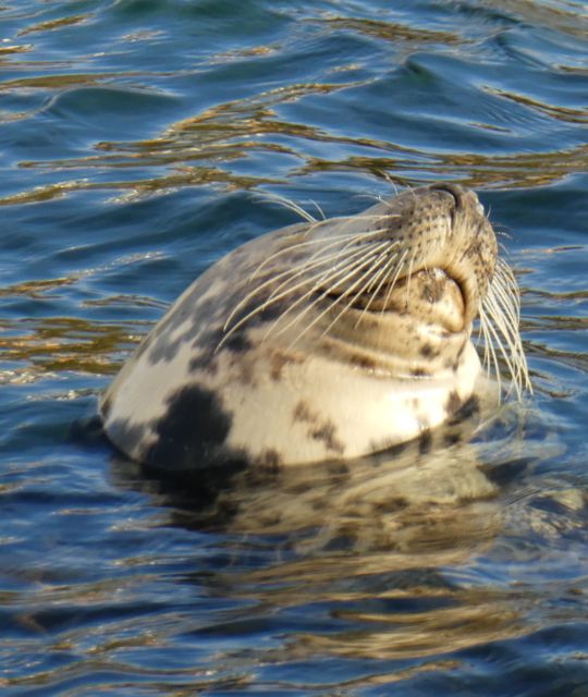 Whisky reizen Schotland