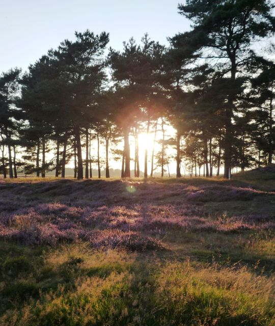 Rondreizen Nederland